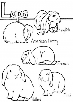 Rabbit Coloring Pages | Print Out & Share This Printable Lop Rabbit ...