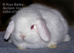 mini lop rabbit clipart & stock photography | Acclaim Images