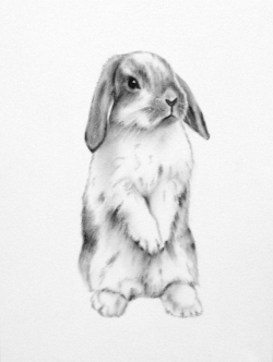 Rabbit Art, ORIGINAL 11