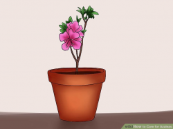 How to Care for Azaleas (with Pictures) - wikiHow