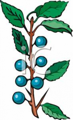 Blueberry Bush - Royalty Free Clipart Picture