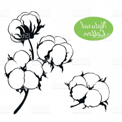 Free Bush Clipart cotton, Download Free Clip Art on Owips.com