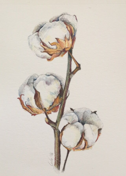 Cotton plant illustration. Pencil color | a r t | Pinterest | Cotton ...