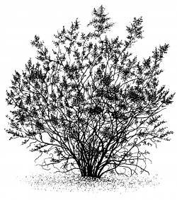 Drawn Bush Clipart Free collection | Download and share Drawn Bush ...