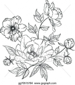 Vector Art - Bush of beautiful peonies. Clipart Drawing gg70515784 ...