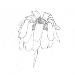Dead Flower Drawing how to draw a dead flower free download clip art ...