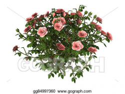 Stock Illustration - 3d illustration pink rose bush on white ...