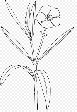 Oleander Nature Drawing and Design; Flower - bush clipart png ...