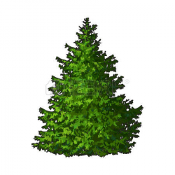 Evergreen clipart - Clipground