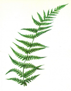 71 best FERN LEAVES images on Pinterest | Ferns, Leaves and Plants