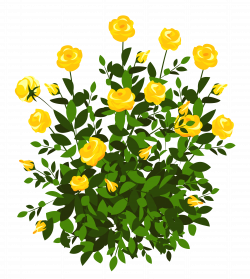 Yellow Rose Bush PNG Clipart Picture | Gallery Yopriceville - High ...