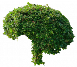 Bushes PNG Clipart | Web Icons PNG