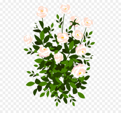 Rose Stock illustration Royalty-free Clip art - Whte Rose Bush PNG ...