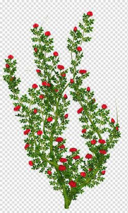 Rose Shrub Flower , Flower Bush transparent background PNG ...