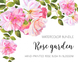 Roses watercolor clipart Flower clipart Watercolor roses