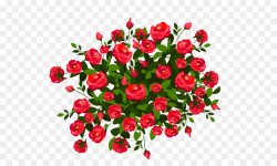 Rose Shrub Pink Clip art - Red Rose Bush PNG Clipart Image png ...