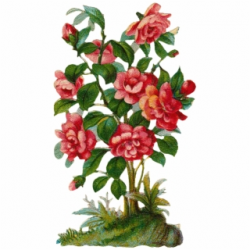 Rose Bush Clipart Floral - Rose Flower Tree Png - flower ...