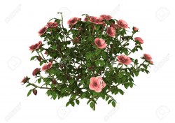 3D Illustration Pink Rose Bush on White | Clipart Station