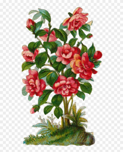 Image Library Download Bush Plant Clipart - Rose Shrubs ...