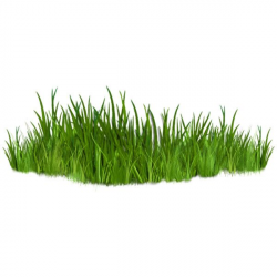 Bush and Grass (124).png ❤ liked on Polyvore featuring grass ...