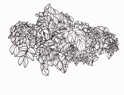 line drawing - leaves - leafy bush | Drawings | Pinterest | Drawings ...