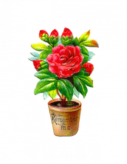 Antique Images: Free Flower Clip Art: Red Peony Bush in Pot Remember Me