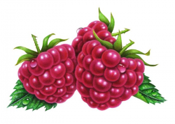 124 best clip art fruit strawberry's, raspberry's, blueberry's ...