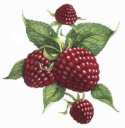 tumblr raspberry drawing - Cerca amb Google | illustrations ...