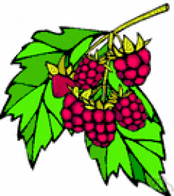 Raspberry bush - definition of raspberry bush by The Free Dictionary