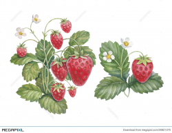 Watercolor Strawberry Bush Illustration 30821370 - Megapixl