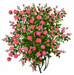 Pink Rose Bush PNG Clipart Picture | Gallery Yopriceville - High ...