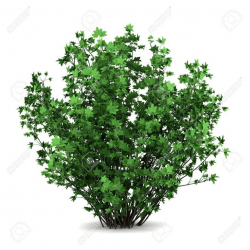75 best Bushes, Shrubs and Plants images on Pinterest | Ferns, Shrub ...