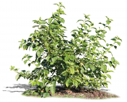 small deciduous bush - cut out trees and plants - VIShopper
