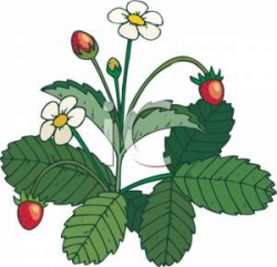 Strawberry Plant With Flowers - Royalty Free Clipart Picture ...