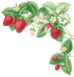 28+ Collection of Strawberry Bush Drawing | High quality, free ...