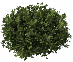 Bush Dark Green transparent PNG - StickPNG