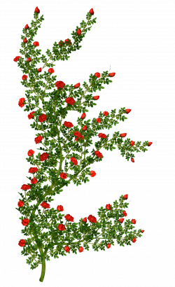 Rosebush Clipart Picture | Gallery Yopriceville - High-Quality ...