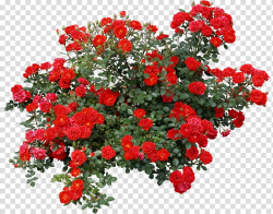 Rose Shrub Flower , bushes, red roses illustration ...