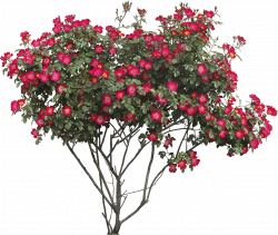 Red Flowers Bush transparent PNG - StickPNG