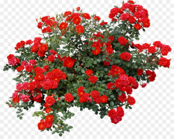 Rose Shrub Flower Clip art - bushes png download - 1975*1555 - Free ...