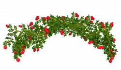 Rosebush Element PNG Clipart Picture | Gallery Yopriceville - High ...