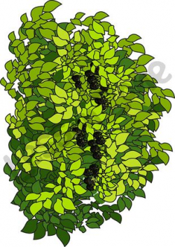 Blackberry bush | Clipart Panda - Free Clipart Images