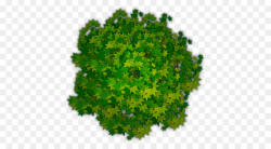 Tree Shrub Clip art - Photoshop Tree Top View Png png download - 500 ...