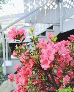 Azalea Bush | Shrubs | Pinterest | Azalea bush, Front yards and Flowers