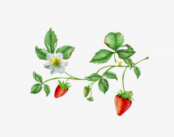 Strawberry Plants, Strawberry, Red, Fruit PNG Image and Clipart for ...