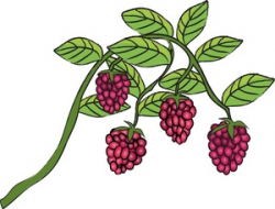 Free Rasberries Clipart Image 0515-0905-2701-1448 | Food Clipart