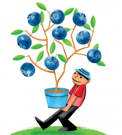 Blueberry bushes can produce five to seven pints of fresh fruit each ...