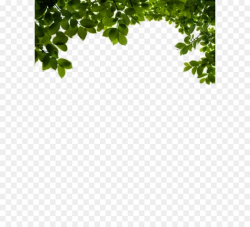 Leaf Clip art - Bush PNG image png download - 1024*1280 - Free ...