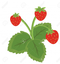 Strawberry plants clipart - Clipground