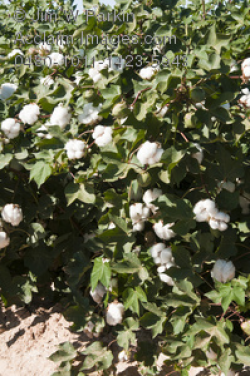 cotton bolls on maturing cotton plants clipart images and stock ...